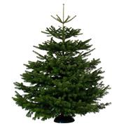 Nordman Fir