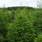 Spruce 240cm to 270cm