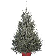 Omorika Potted 80cm-100cm