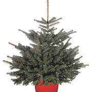 Blue Spruce Potted 