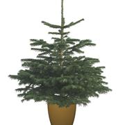 Nordman Fir Potted