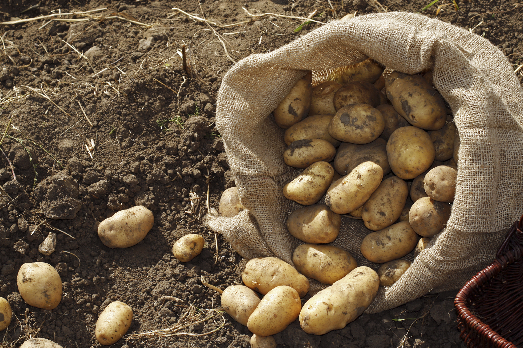 Сколько лет картошке. Картофель медвежья лапа сорт. Урожай картофеля. Картофель в огороде. Сбор урожая картофеля.
