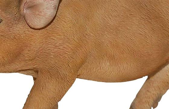 Micro pig hot sale toys