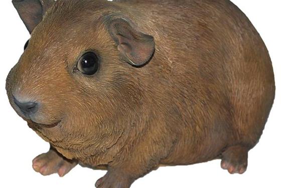 Smooth Hair Guinea Pig Dark Brown White Charlton Park Garden Centre